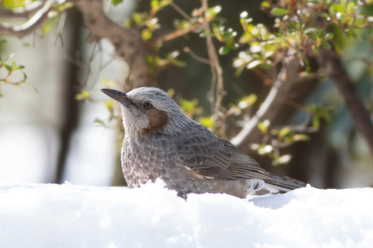 BORG77EDⅡで撮影した野鳥・ヒヨドリの写真画像