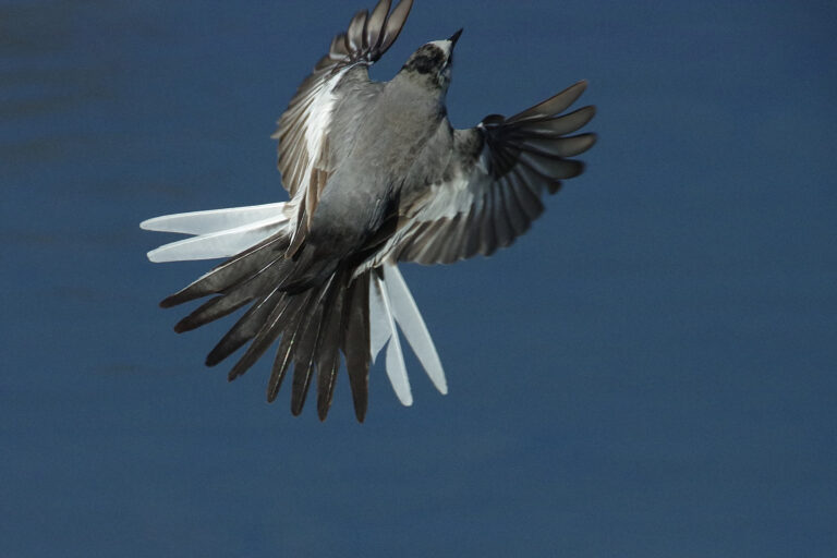AFボーグ BORG71FLで撮影した野鳥・ハクセキレイの写真画像
