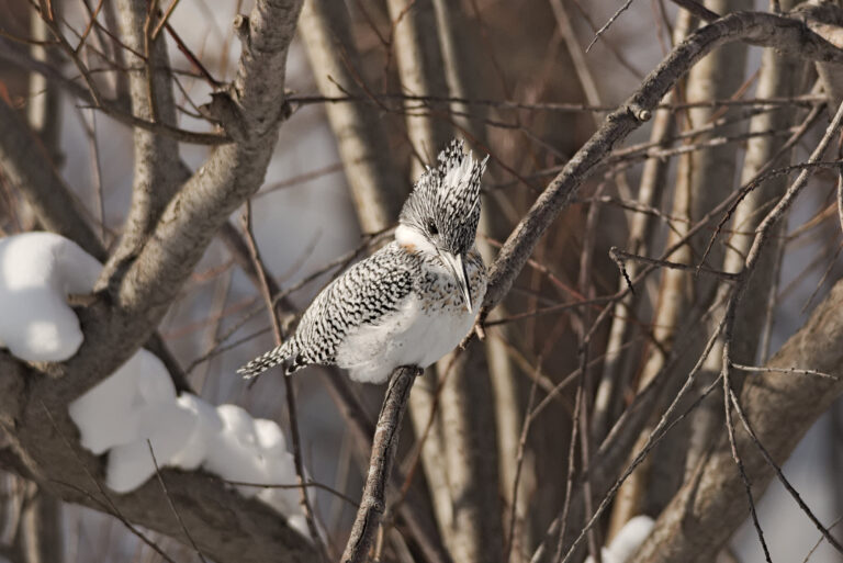 AFボーグ BORG71FLで撮影した野鳥・ヤマセミの写真画像