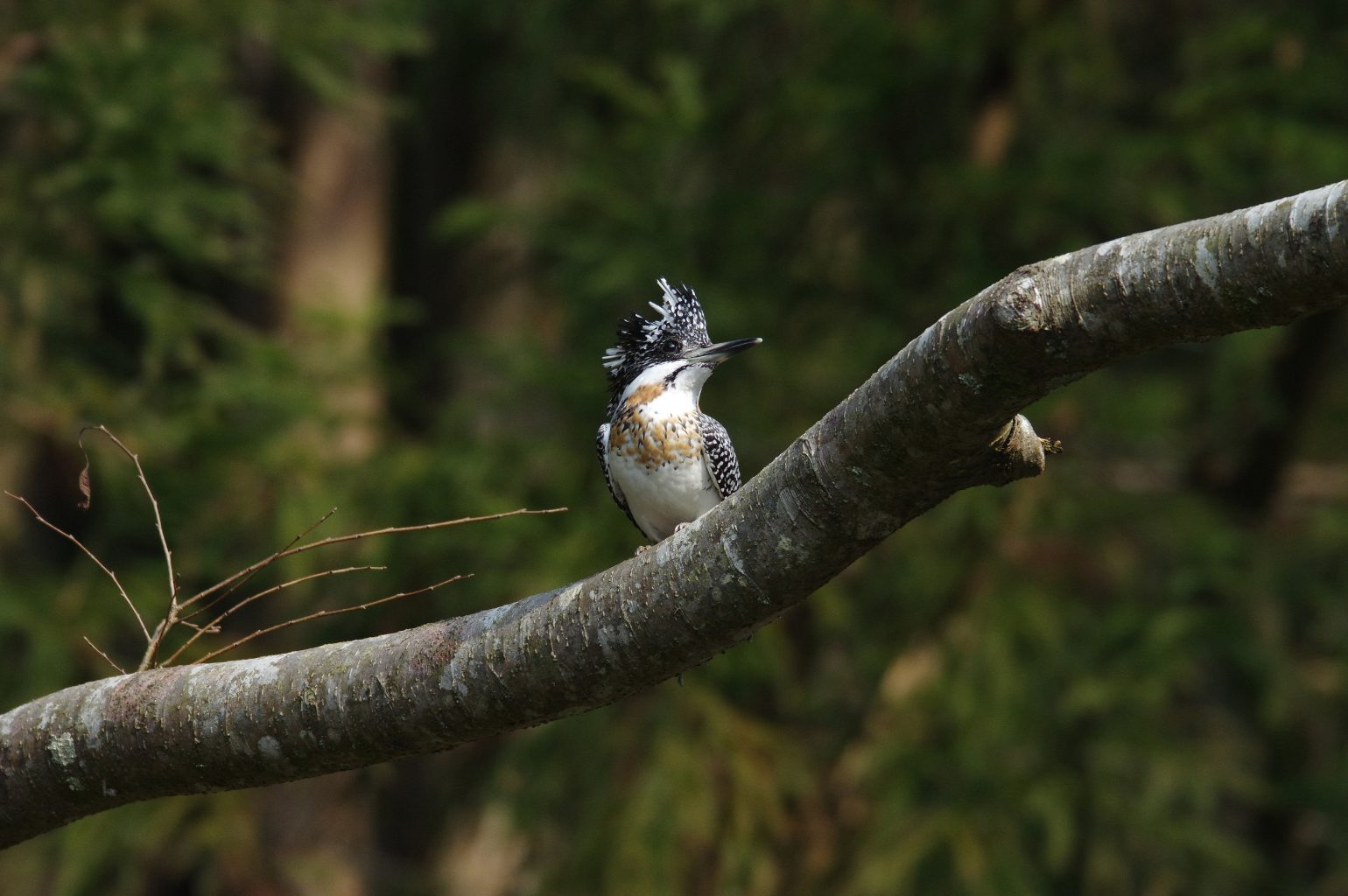 AFボーグ BORG71FLで撮影した野鳥・ヤマセミの写真画像