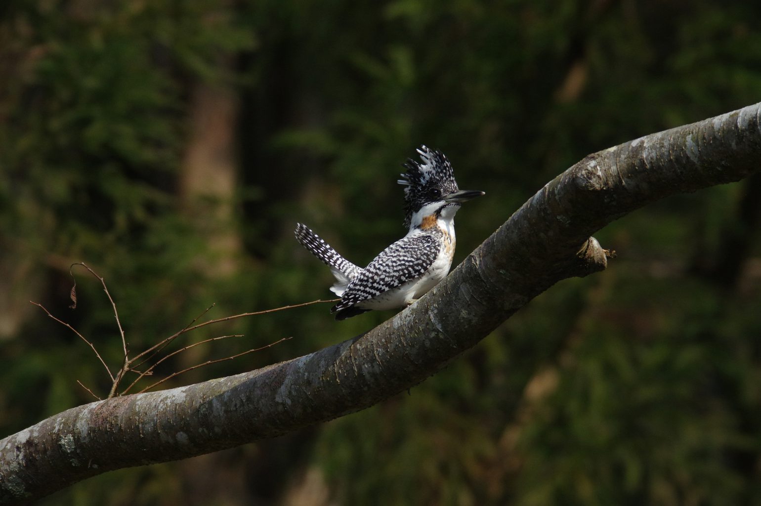 AFボーグ BORG71FLで撮影した野鳥・ヤマセミの写真画像