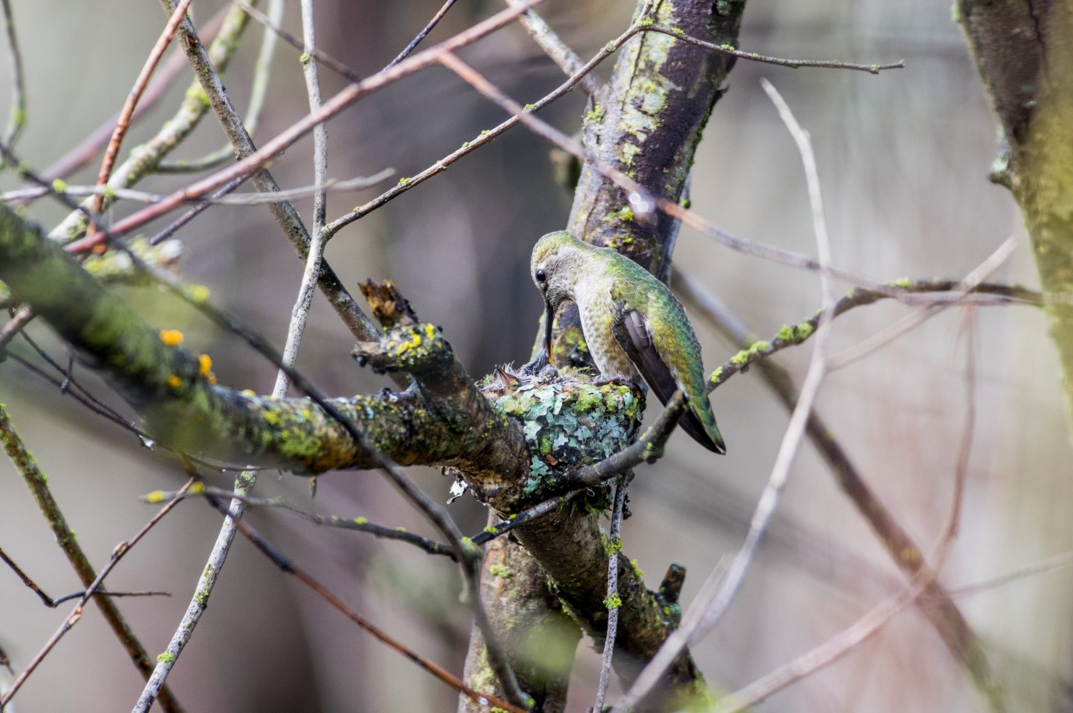 AFボーグ BORG71FLで撮影した野鳥・アンナハチドリの写真画像