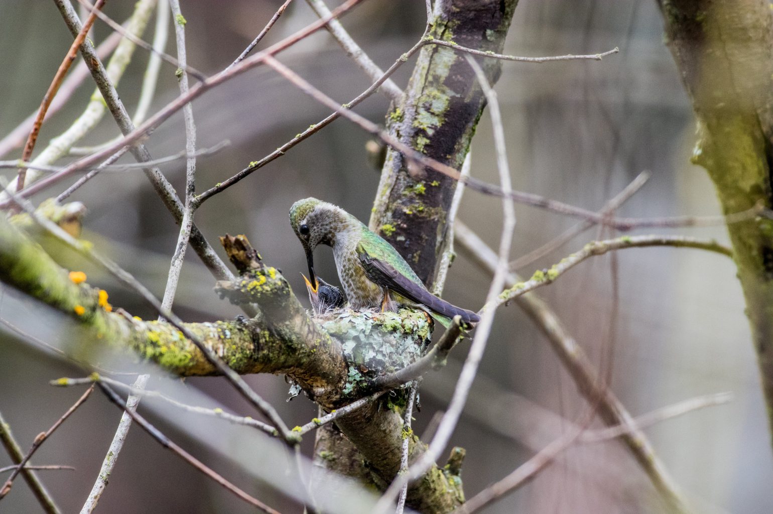 AFボーグ BORG71FLで撮影した野鳥・アンナハチドリの写真画像
