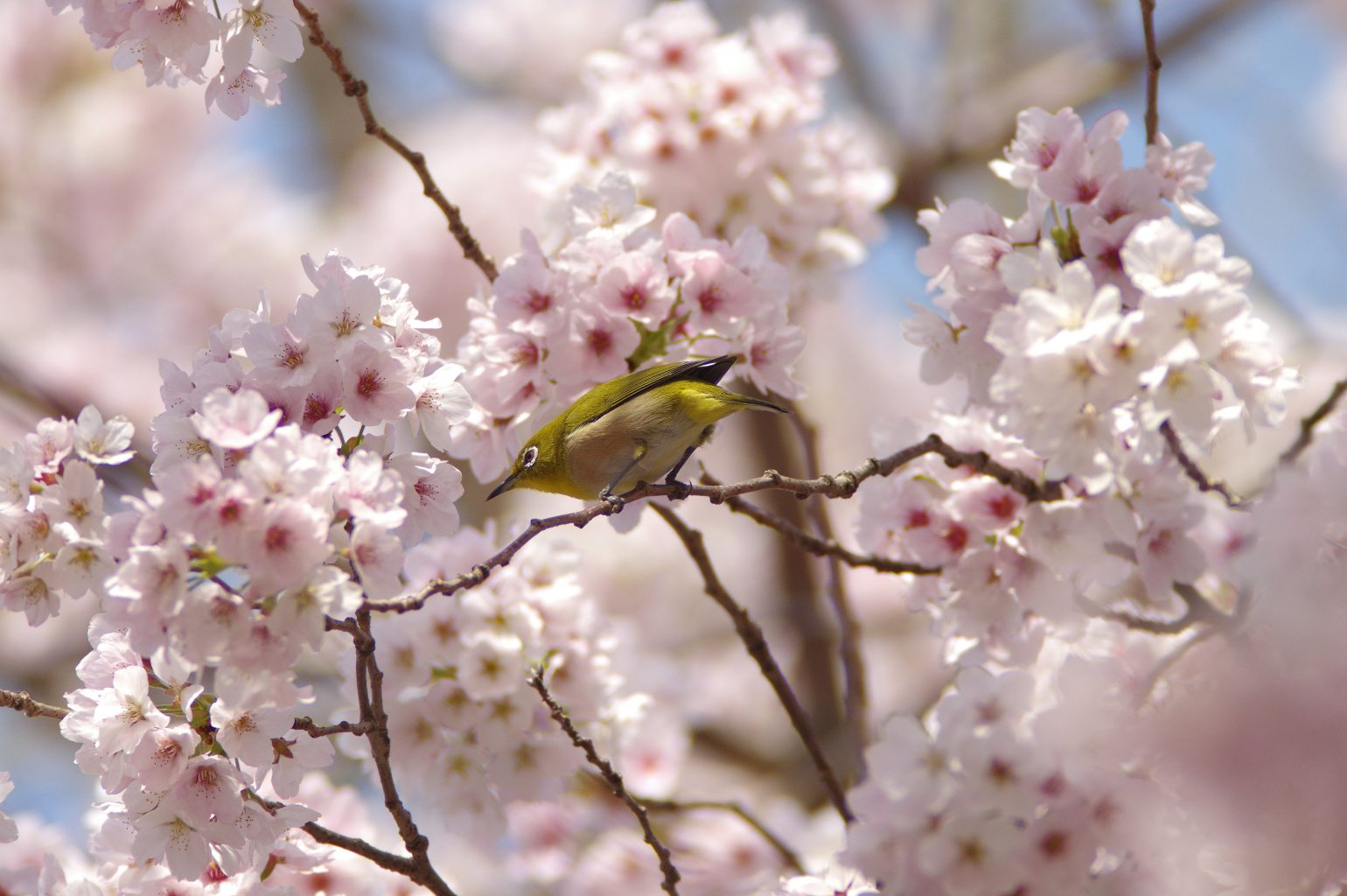 桜に止まるとメジロの野鳥写真画像