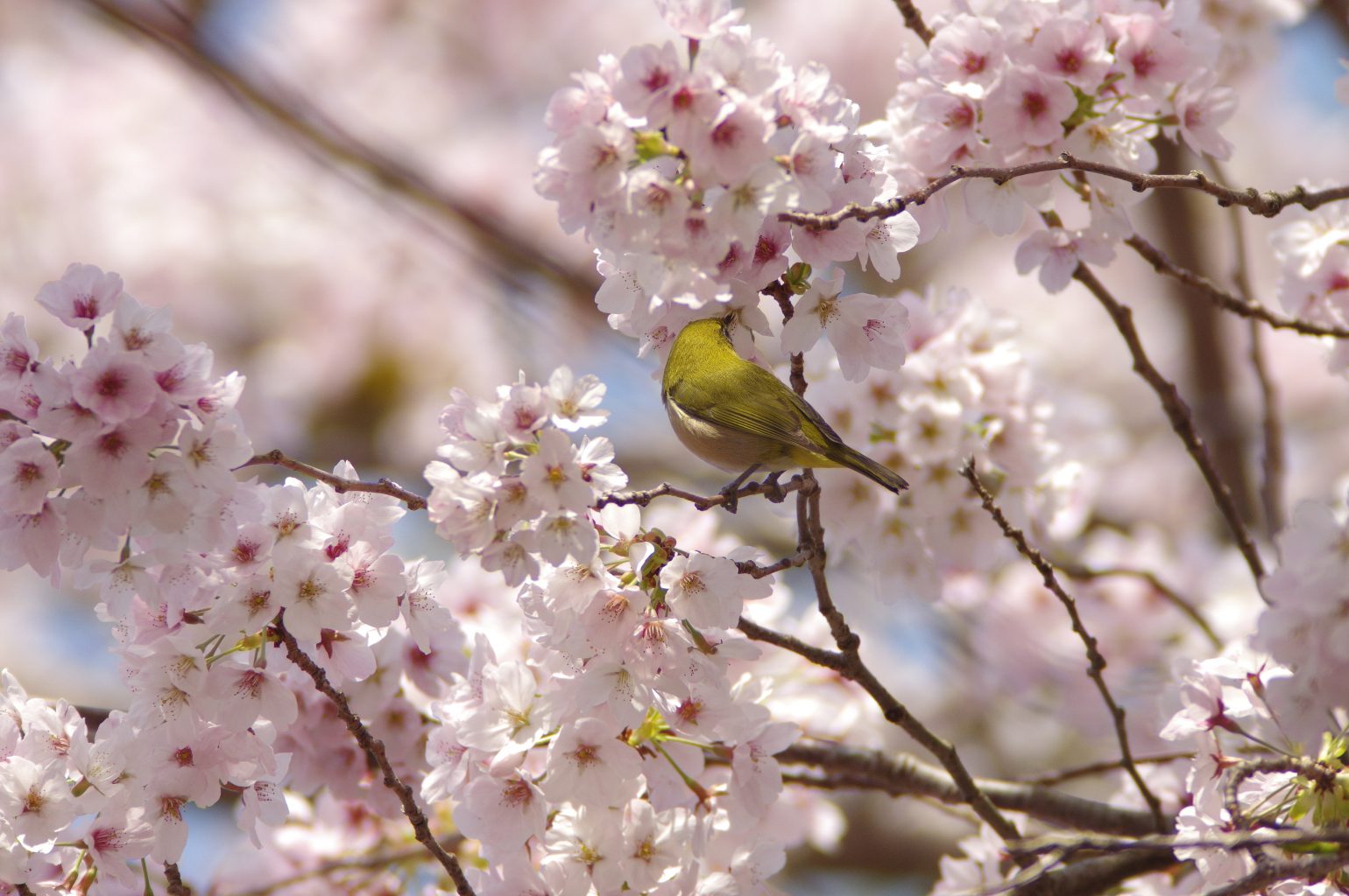 桜に止まるとメジロの野鳥写真画像