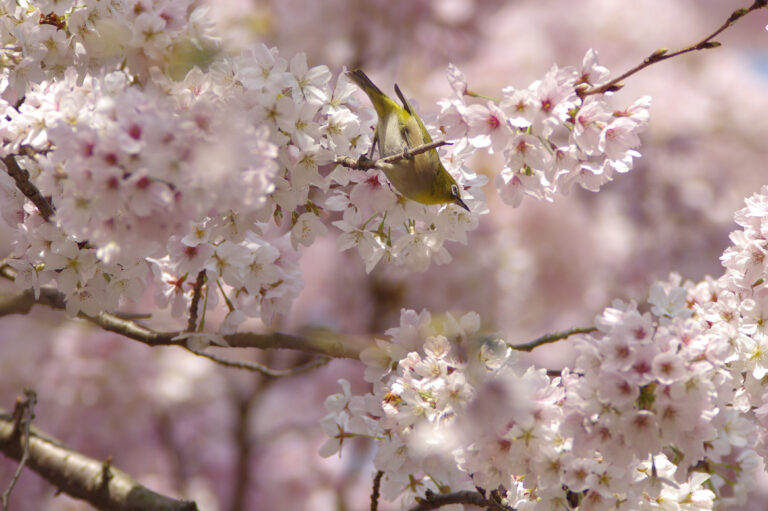 桜に止まるとメジロの野鳥写真画像