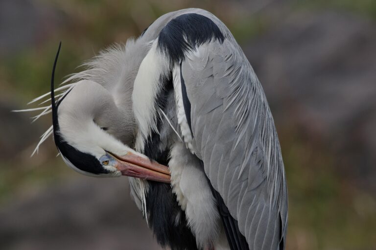 野鳥画像