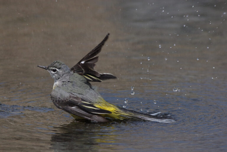 野鳥画像