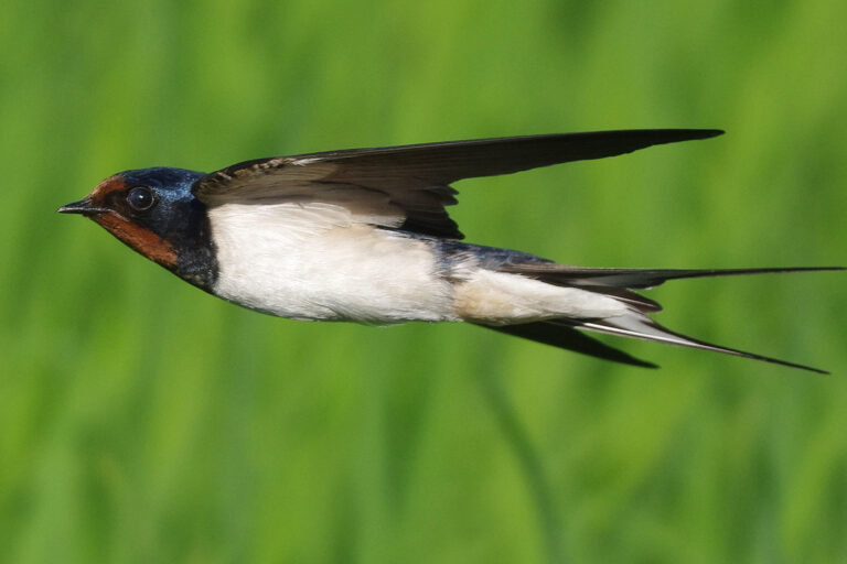 野鳥画像