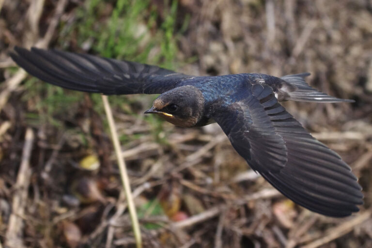 野鳥画像