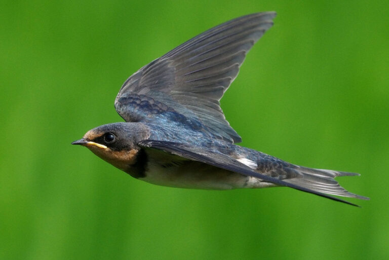 野鳥画像