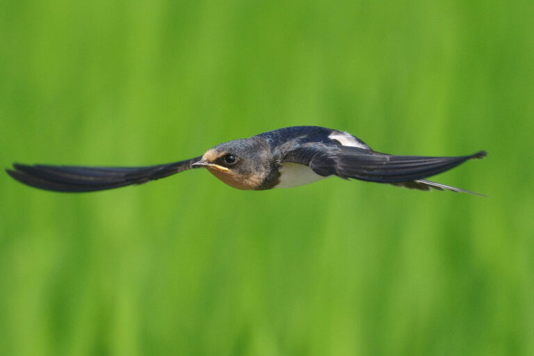 野鳥画像