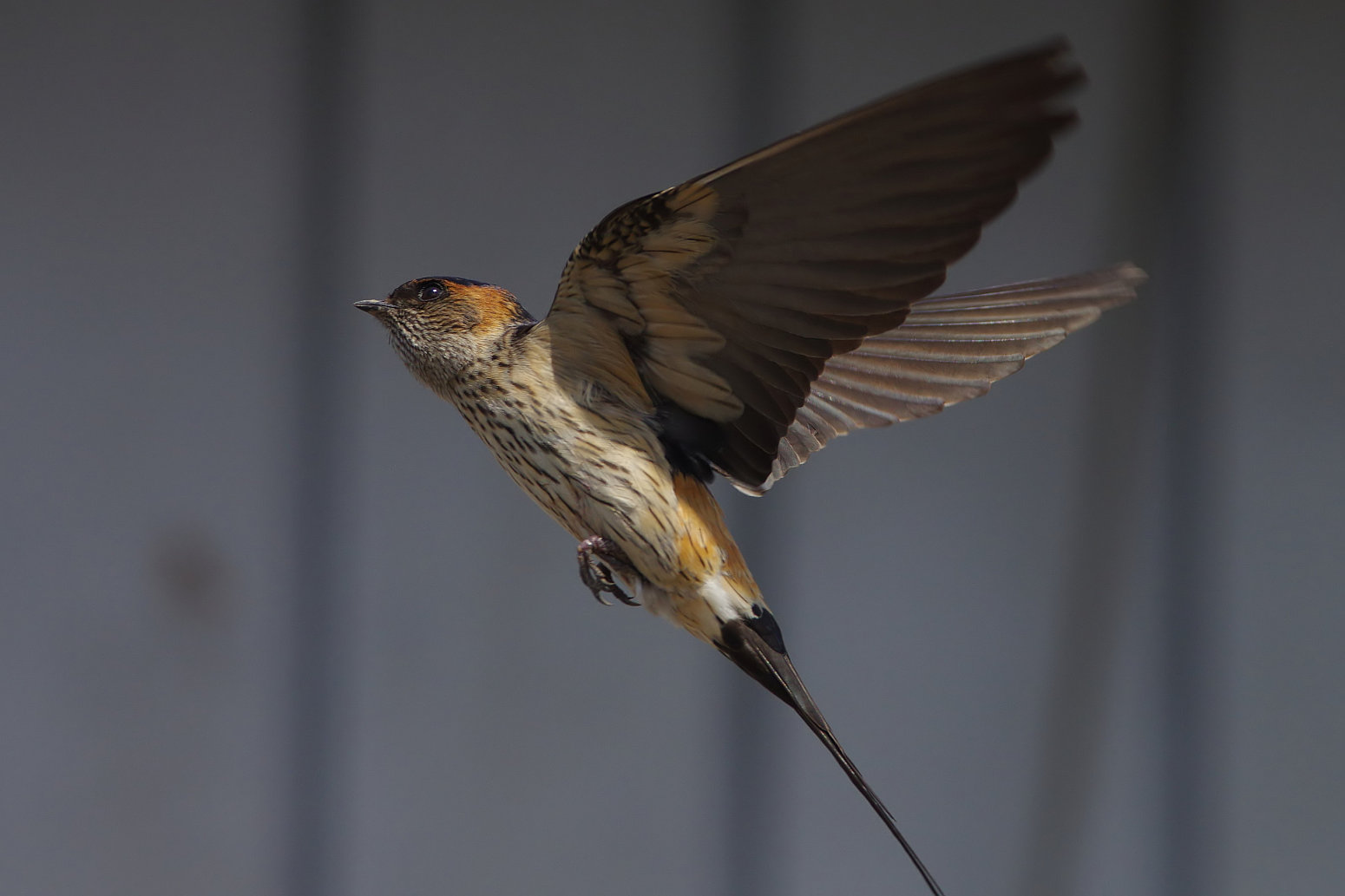 BORGで撮影した野鳥・ツバメの飛翔写真画像(トビモノ)