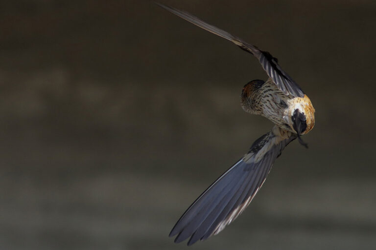野鳥画像