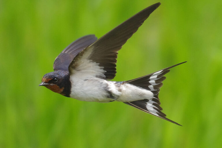 野鳥画像