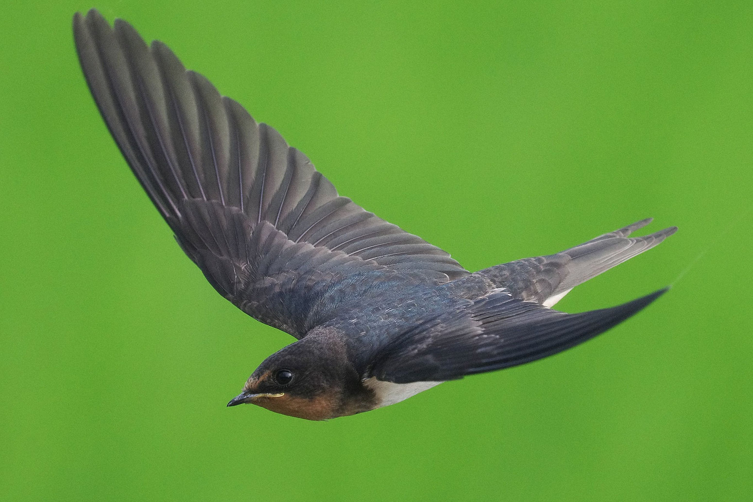 BORGで撮影した野鳥・ツバメの飛翔写真画像(トビモノ)