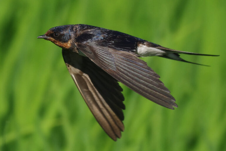野鳥画像