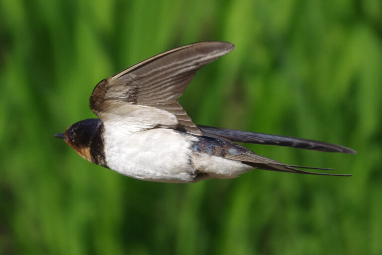 野鳥画像