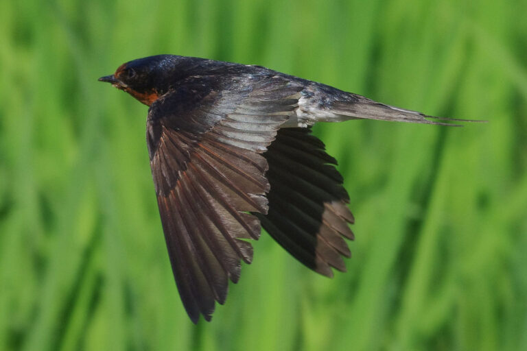 野鳥画像
