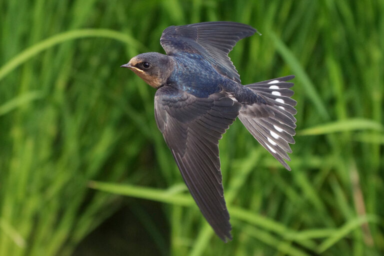 野鳥画像