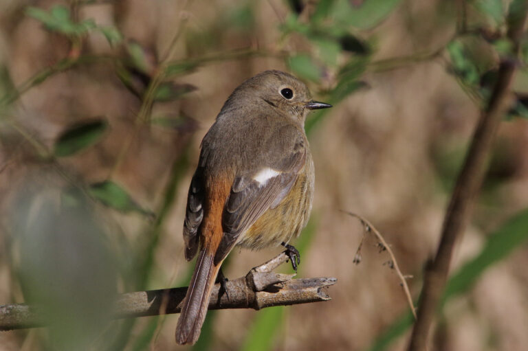 野鳥画像