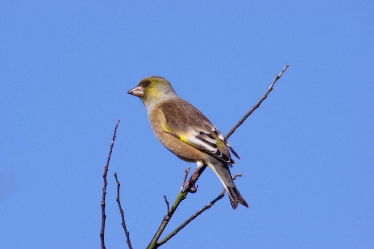 野鳥画像