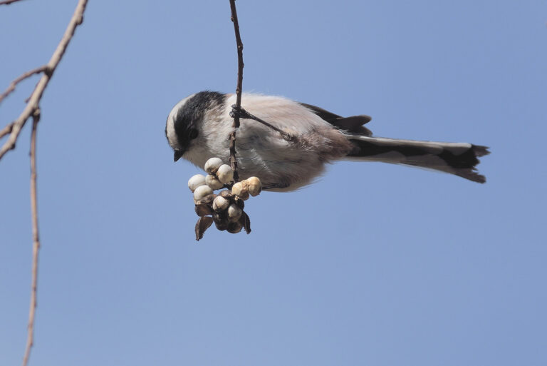 野鳥画像
