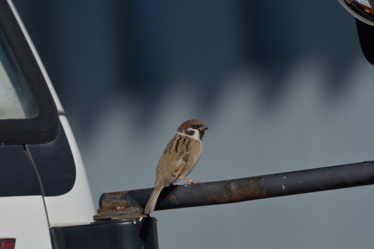 野鳥画像