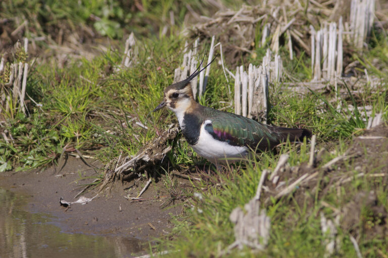 野鳥画像