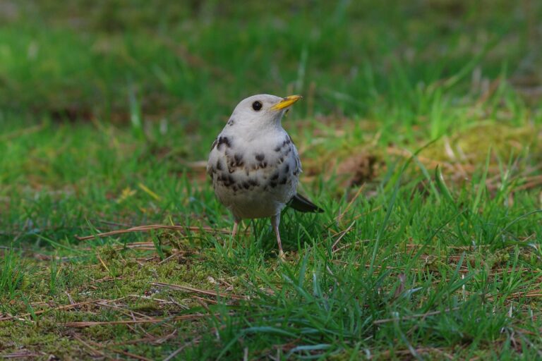 野鳥画像