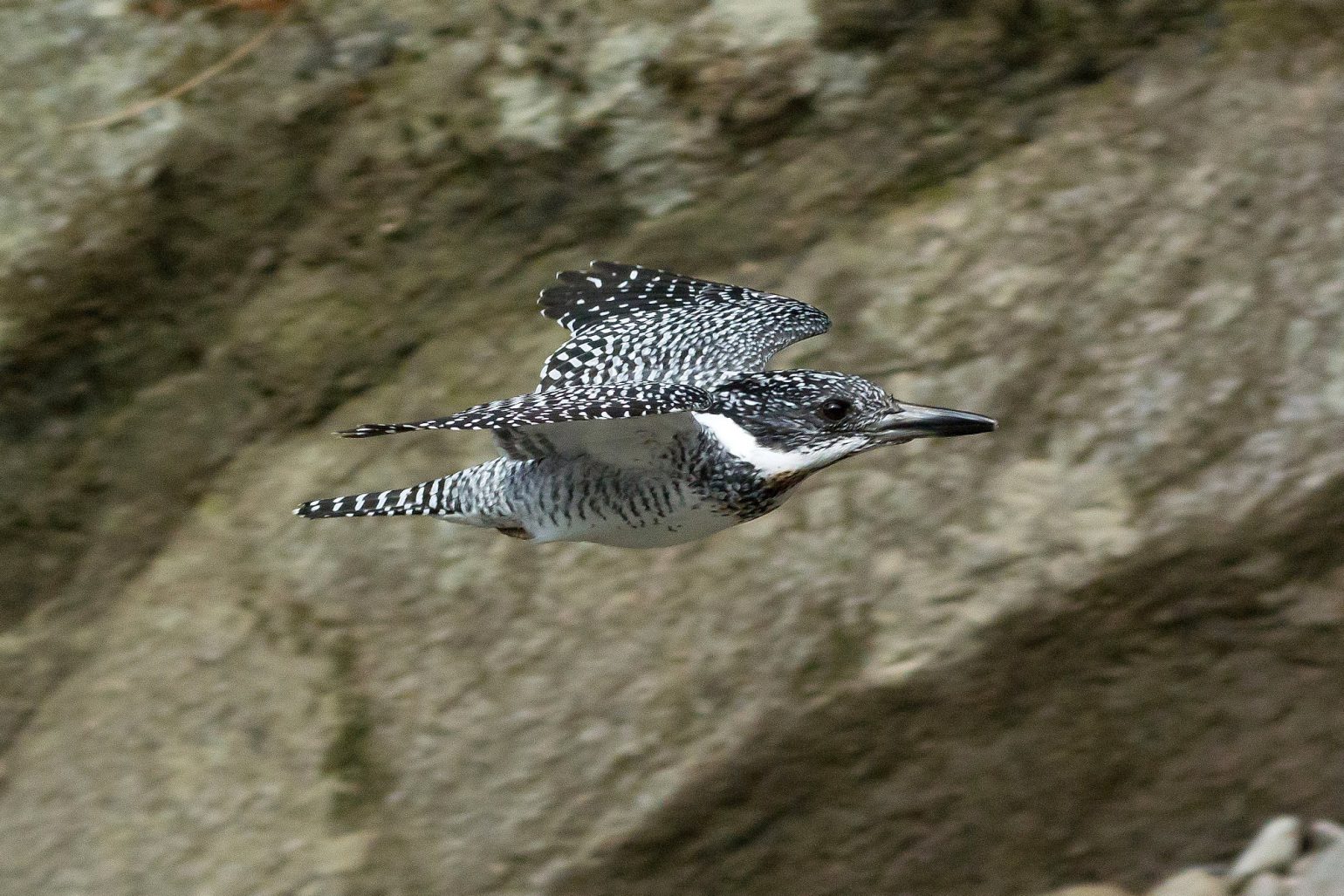 BORG45EDⅡで撮影した野鳥・ヤマセミ飛翔写真画像
