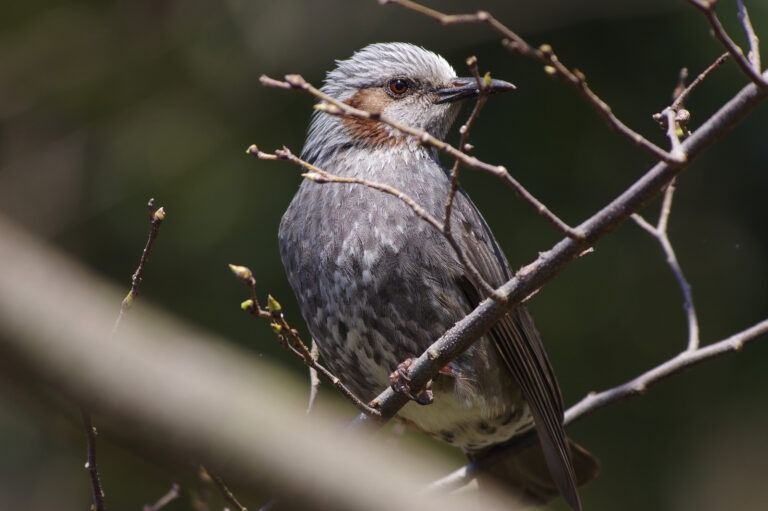 野鳥画像
