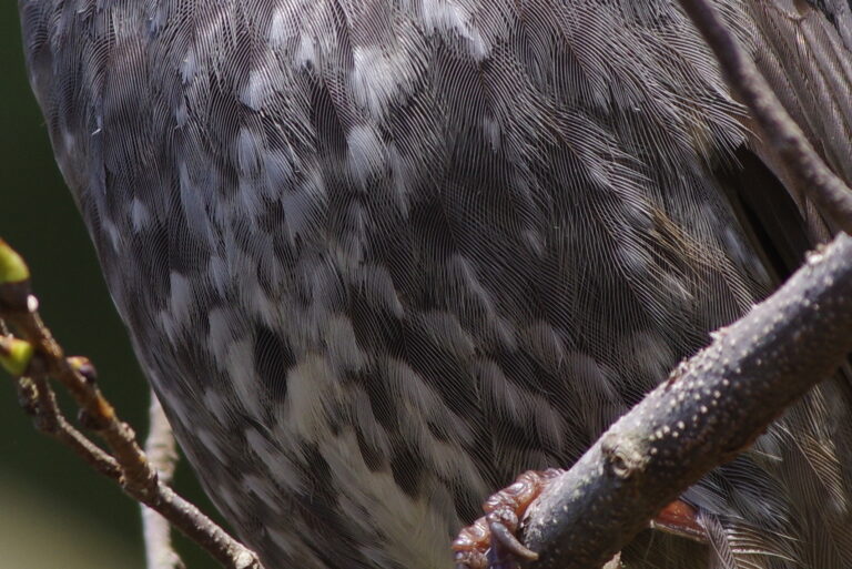 野鳥画像