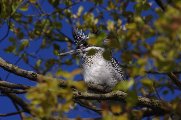 野鳥画像