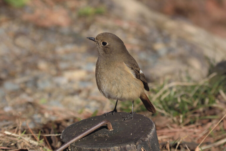 野鳥 画像