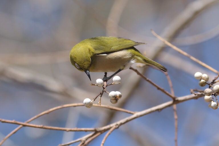 野鳥 画像