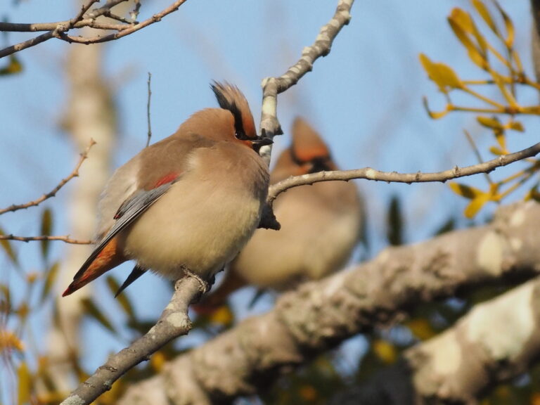 野鳥 画像