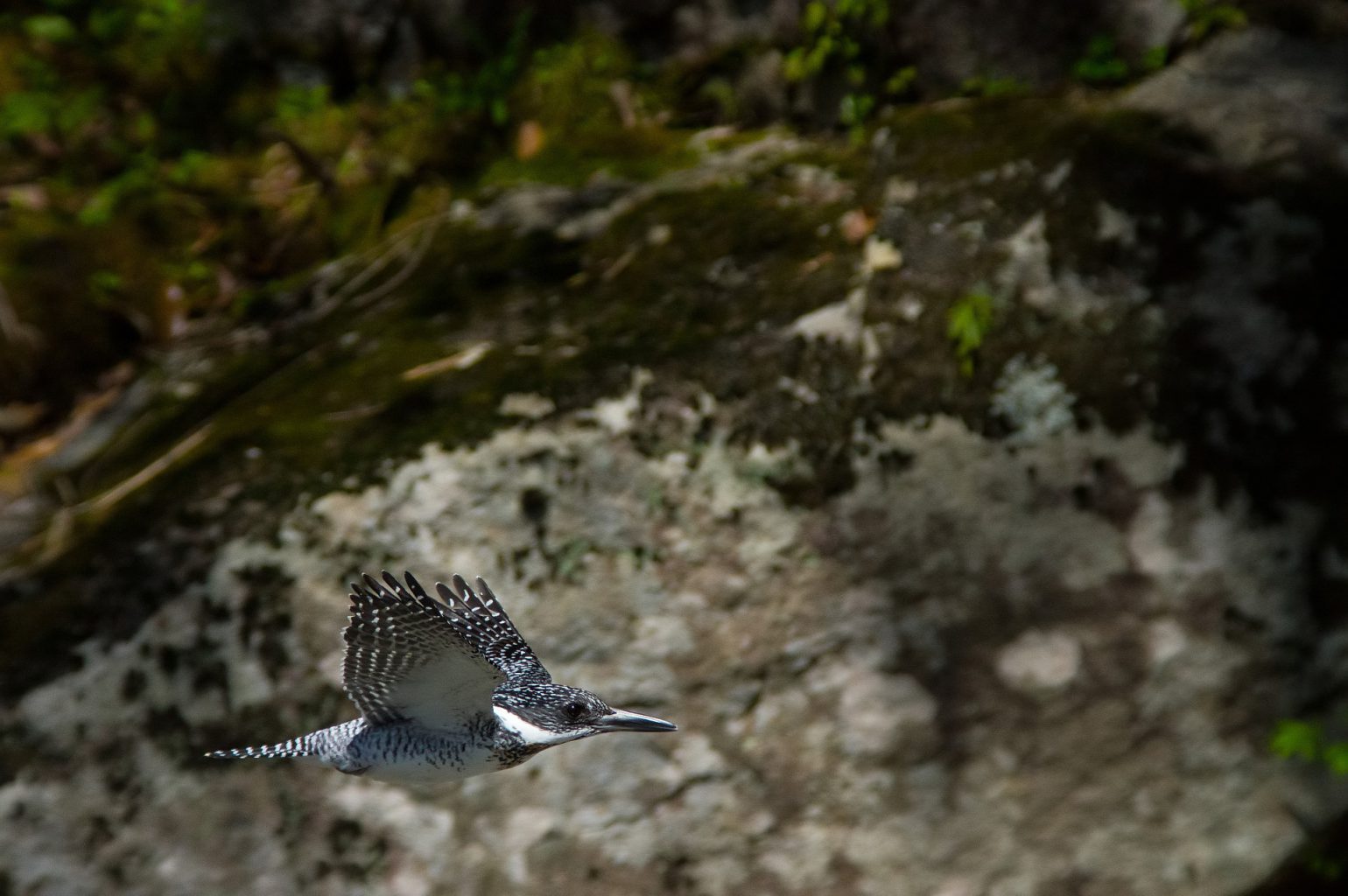 BORG71FLで撮影した野鳥・ヤマセミの飛翔写真画像