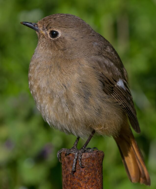 野鳥 画像