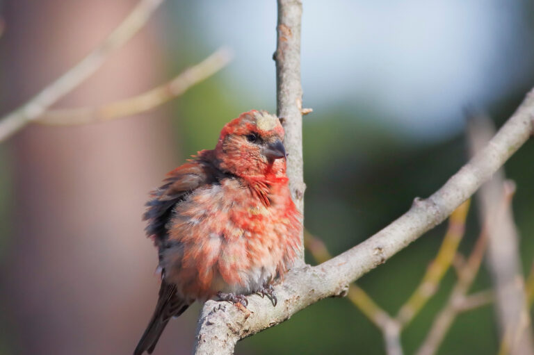 野鳥 画像