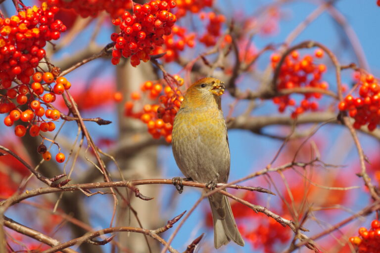 野鳥 画像