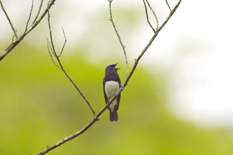 野鳥・オオルリ