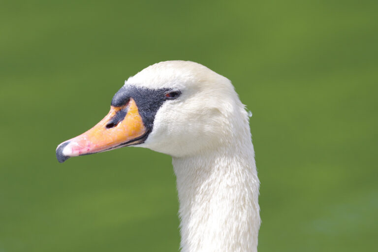 野鳥