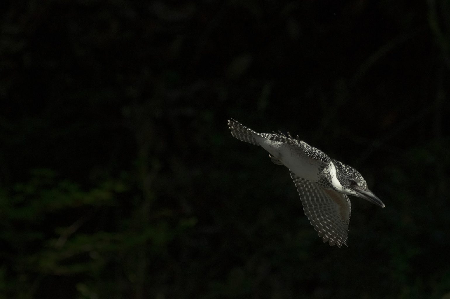 BORG71FLで撮影した野鳥・ヤマセミ飛翔写真画像