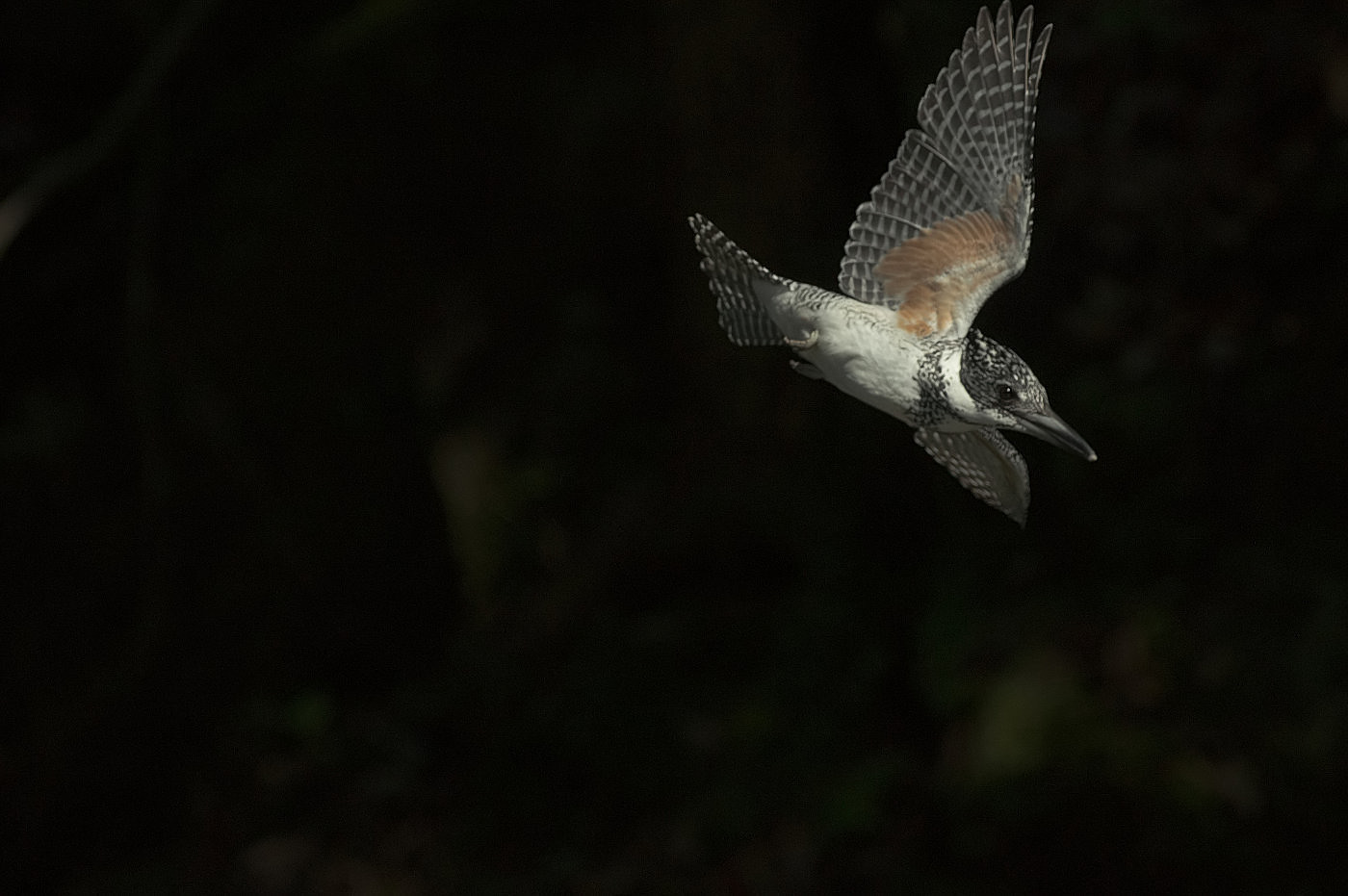 BORG71FLで撮影した野鳥・ヤマセミ飛翔写真画像