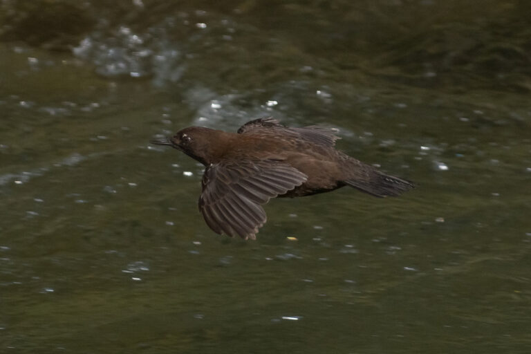 野鳥・カワガラス