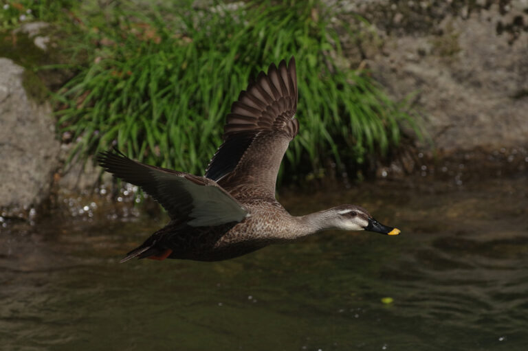 野鳥