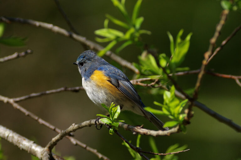 野鳥・ルリビタキ