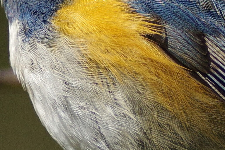 野鳥・ルリビタキ