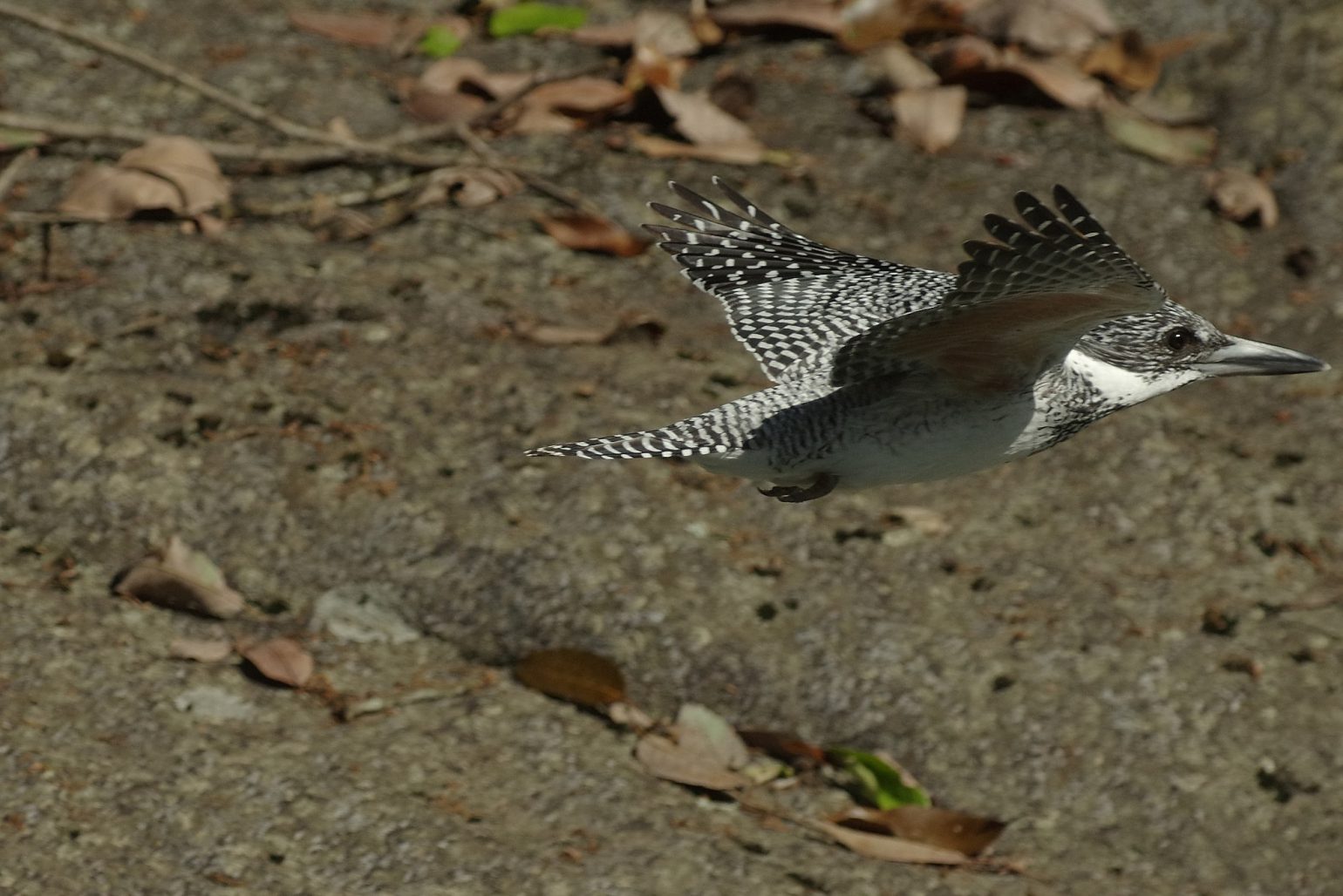 ヤマセミBORG71FLで撮影した野鳥・ヤマセミ飛翔写真画像
